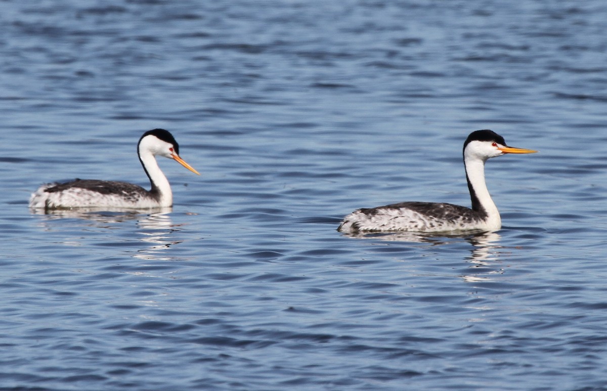 Clark's Grebe - ML642351853