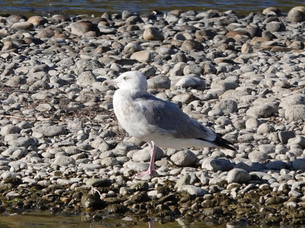 American Herring Gull - ML642351855
