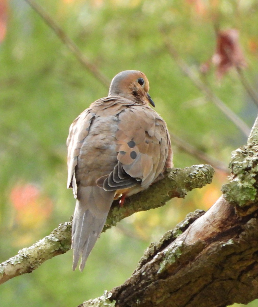 Mourning Dove - ML642351874