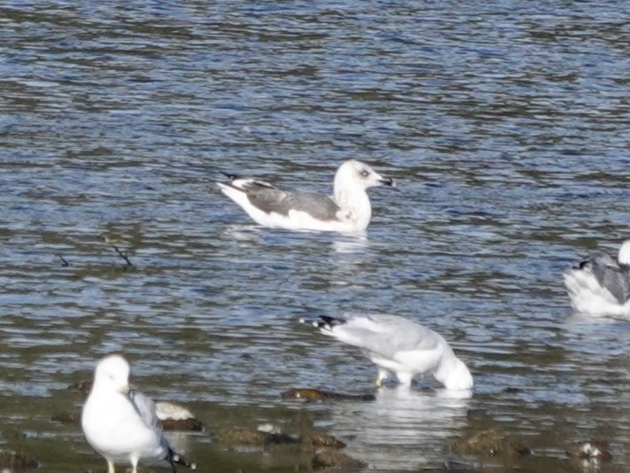 Lesser Black-backed Gull - ML642351877