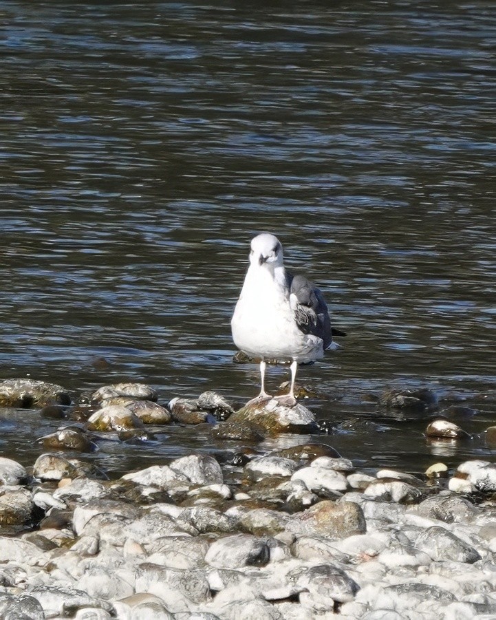 Lesser Black-backed Gull - ML642351878
