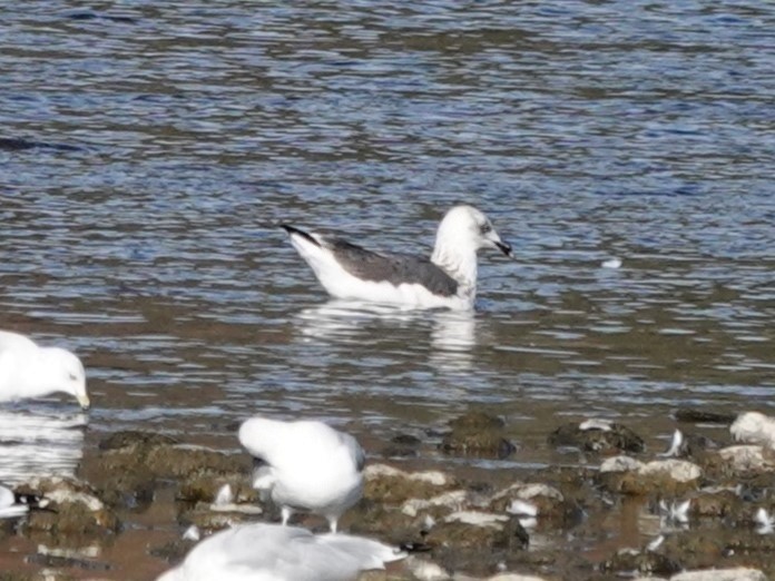 Lesser Black-backed Gull - ML642351879
