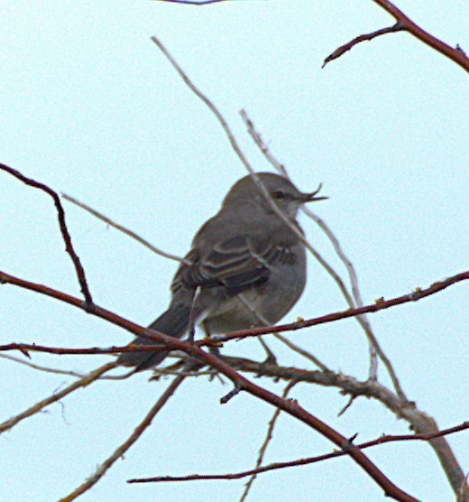 Northern Mockingbird - ML642351883