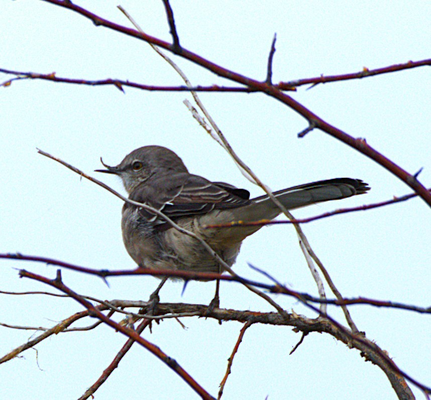 Northern Mockingbird - ML642351884