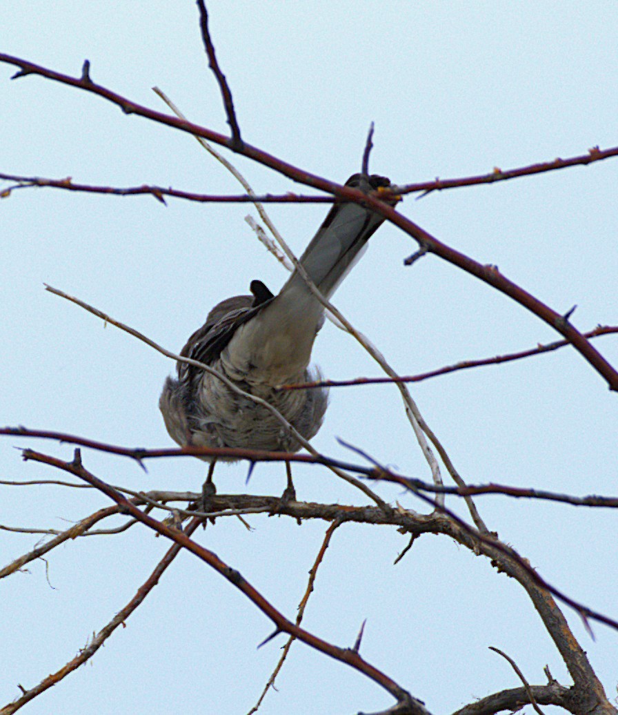 Northern Mockingbird - ML642351885