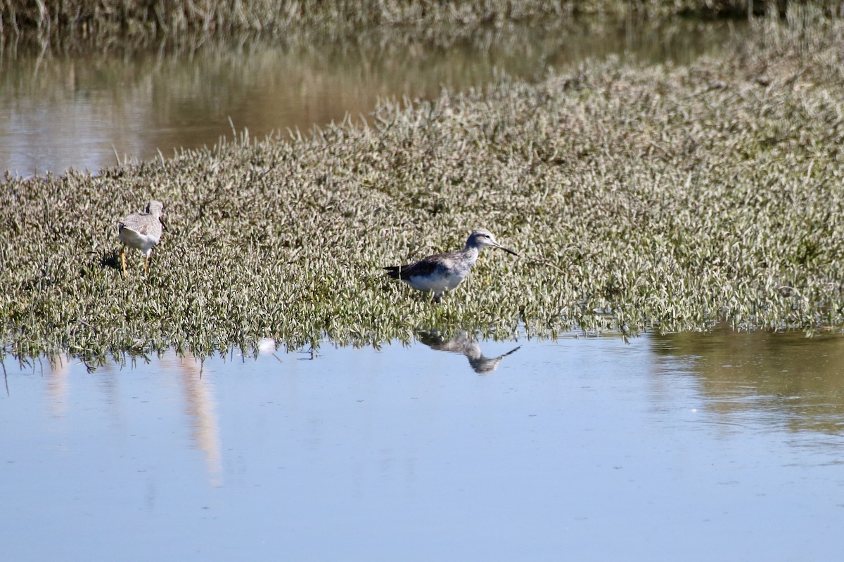 Greater Yellowlegs - ML642351888