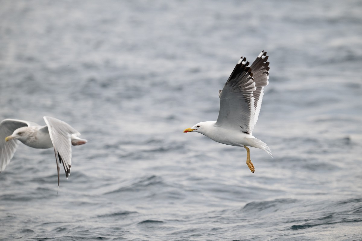 Lesser Black-backed Gull - ML642351892