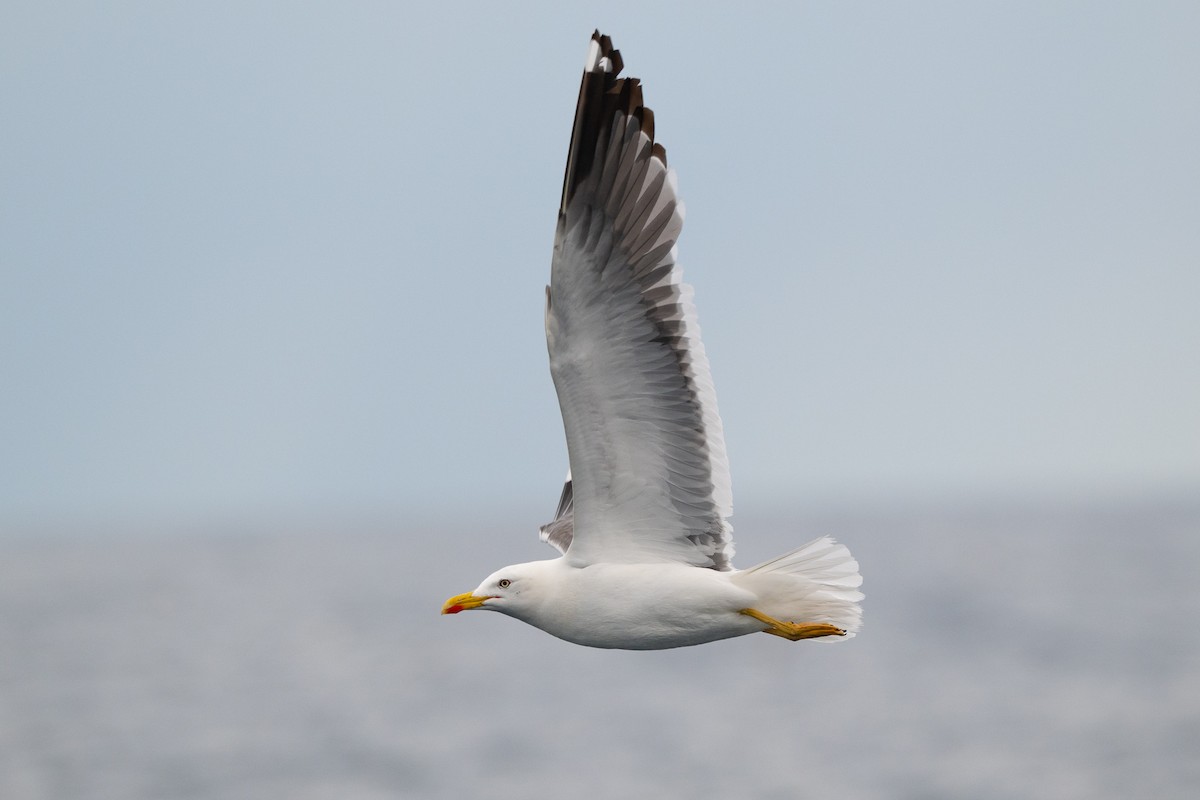 Lesser Black-backed Gull - ML642351893