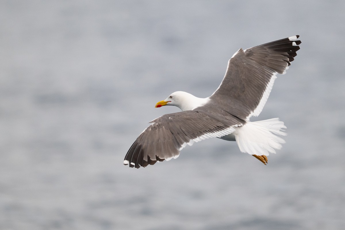 Lesser Black-backed Gull - ML642351894