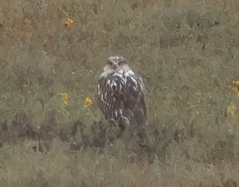 Ferruginous Hawk - ML642351895
