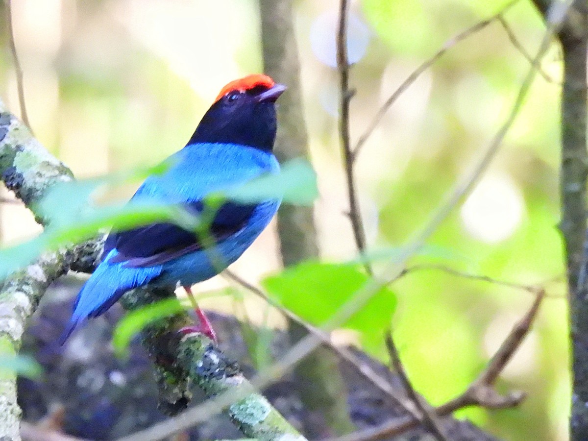 Swallow-tailed Manakin - ML642351897