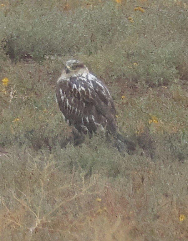 Ferruginous Hawk - ML642351900
