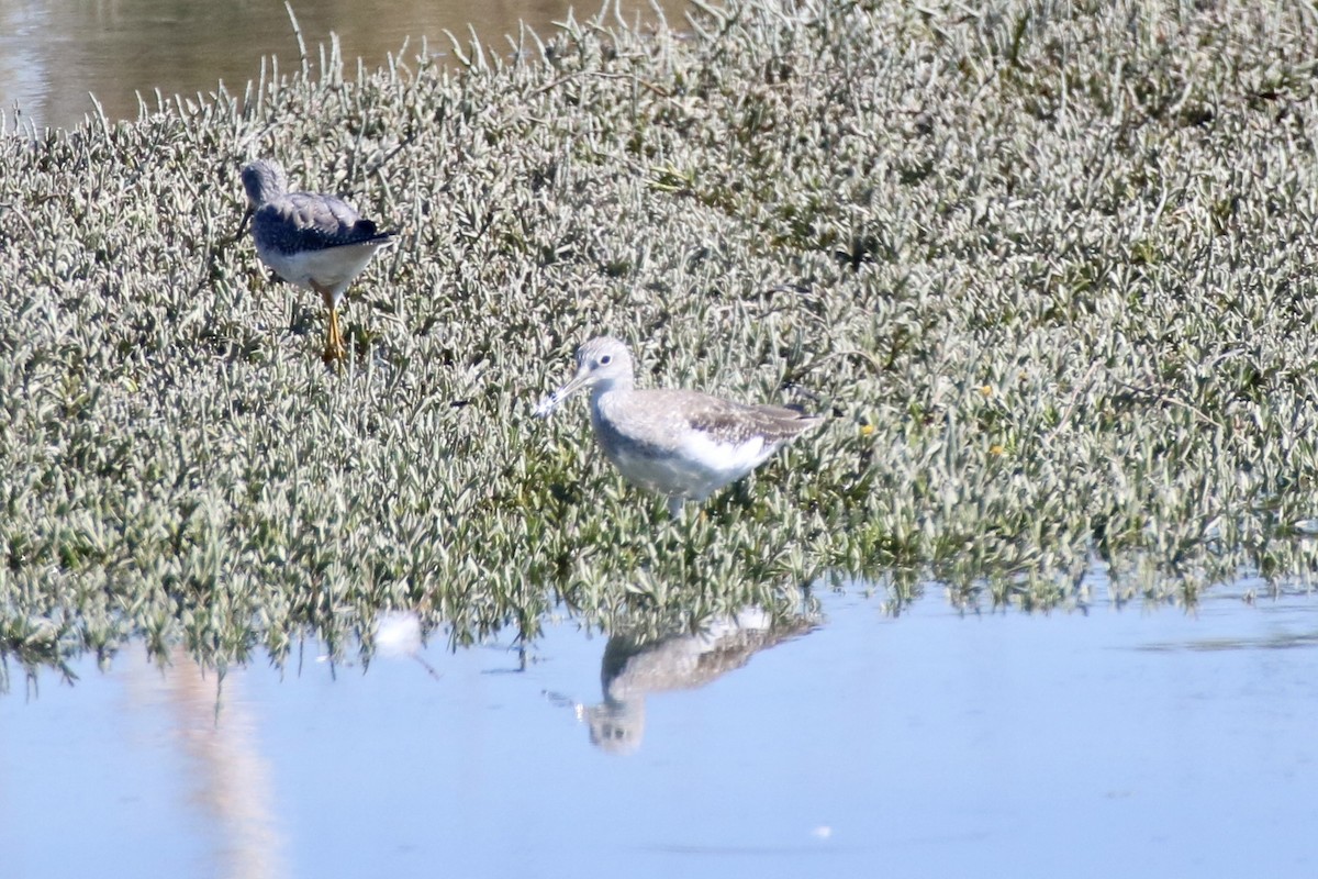 Greater Yellowlegs - ML642351901