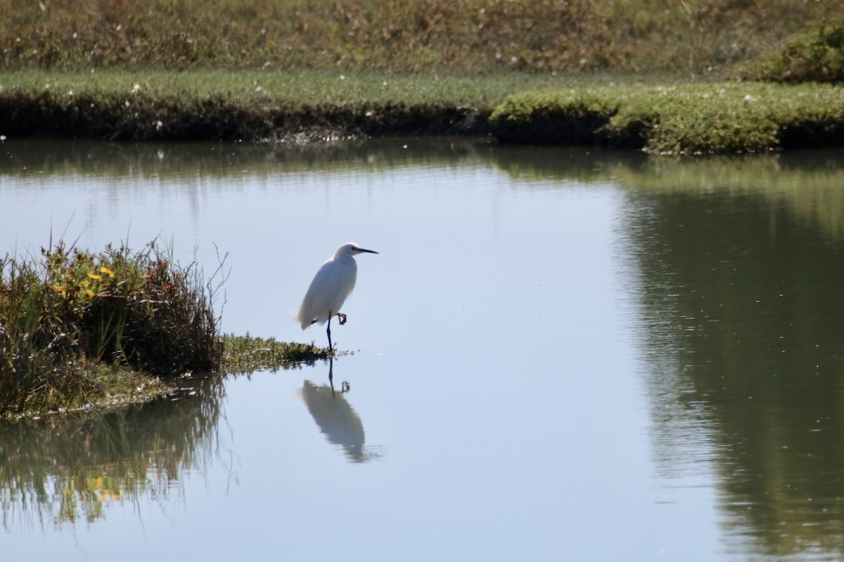 Snowy Egret - ML642351905