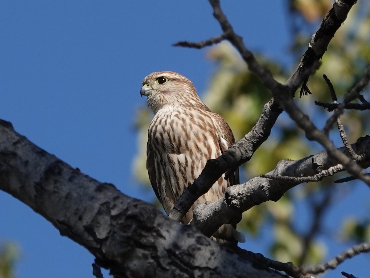 Merlin - ML642351906