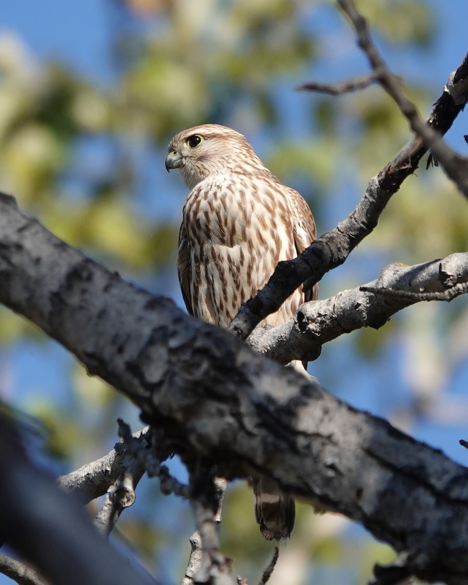 Merlin - ML642351907
