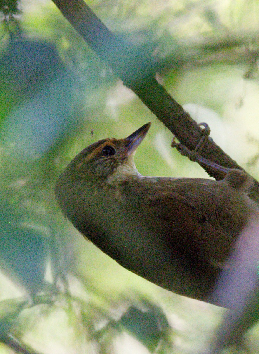 Buff-browed Foliage-gleaner - ML642351910