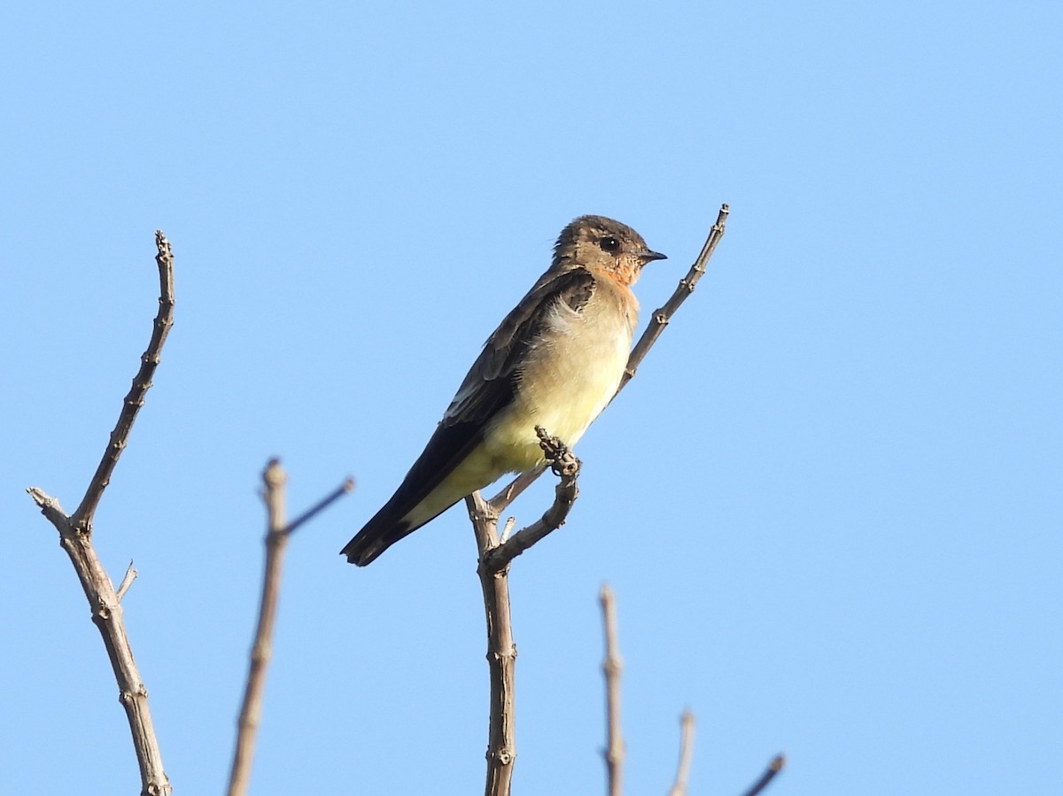 Southern Rough-winged Swallow - ML642351911