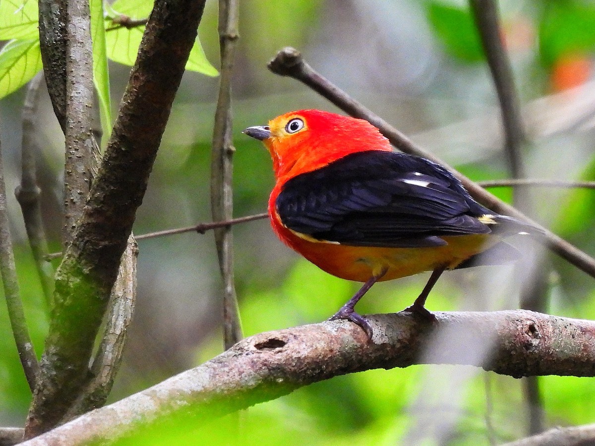 Band-tailed Manakin - ML642351912
