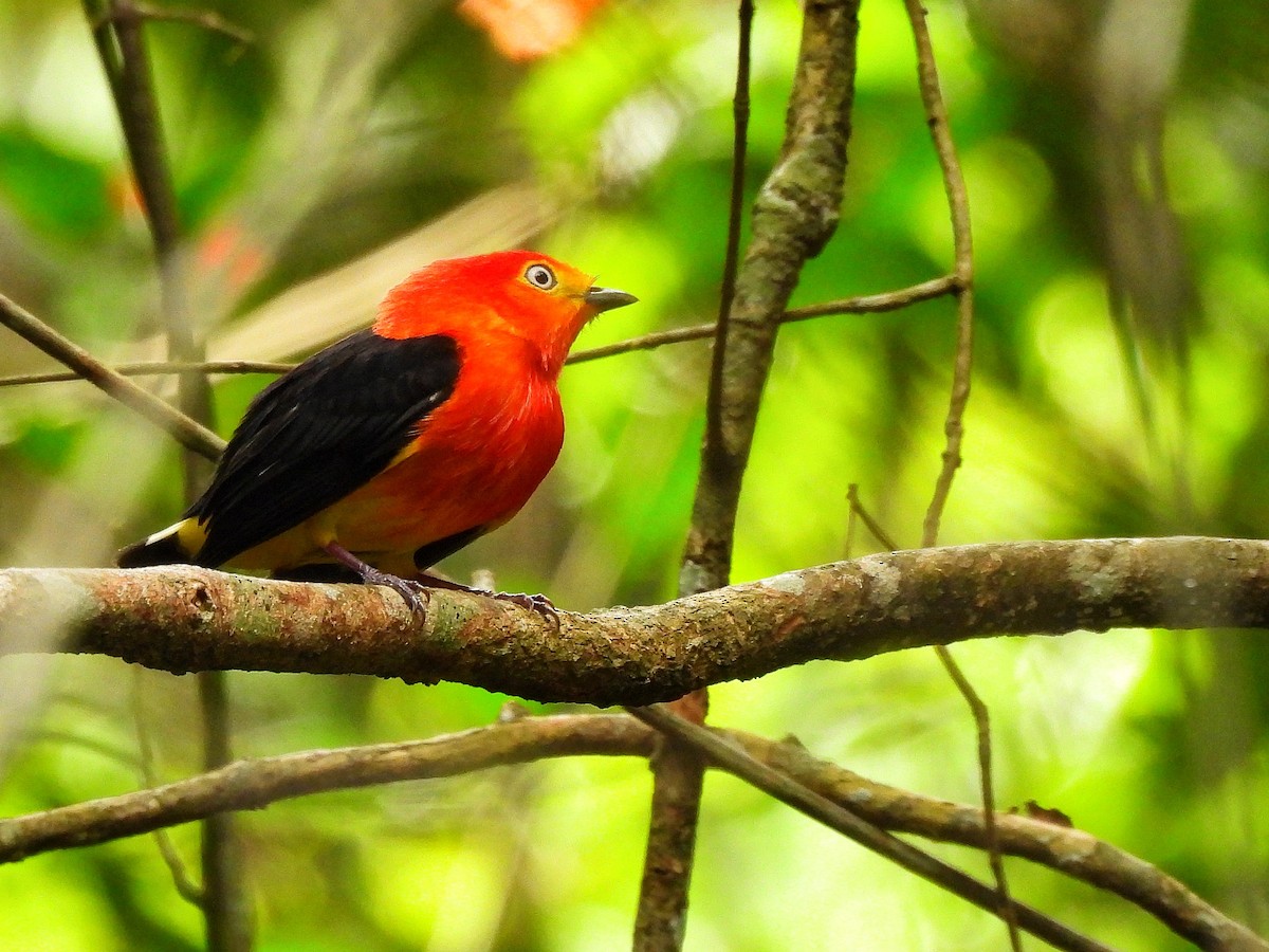 Band-tailed Manakin - ML642351913