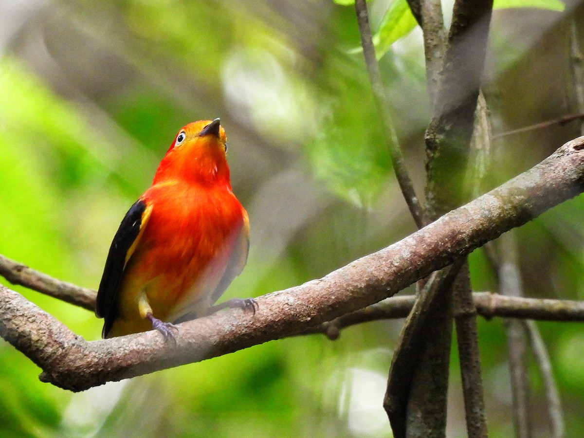 Band-tailed Manakin - ML642351914