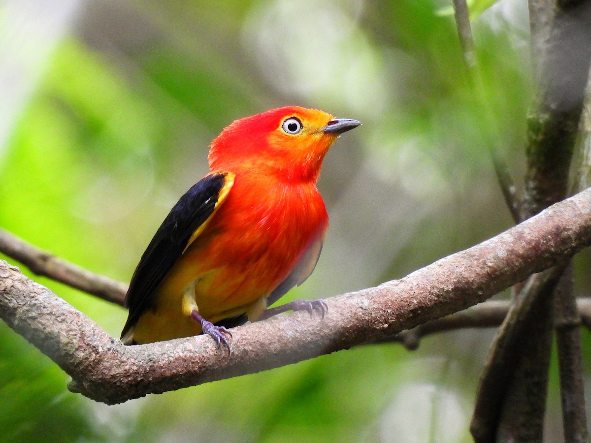 Band-tailed Manakin - ML642351915