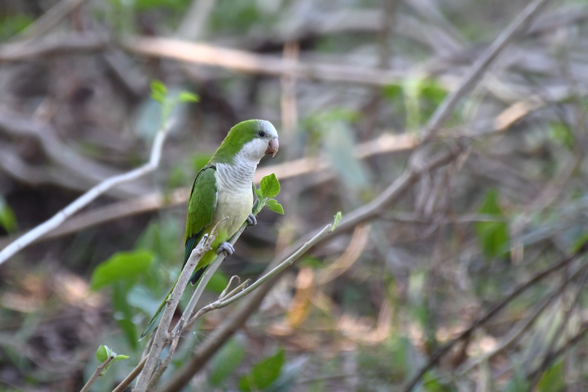 Monk Parakeet - ML642351916