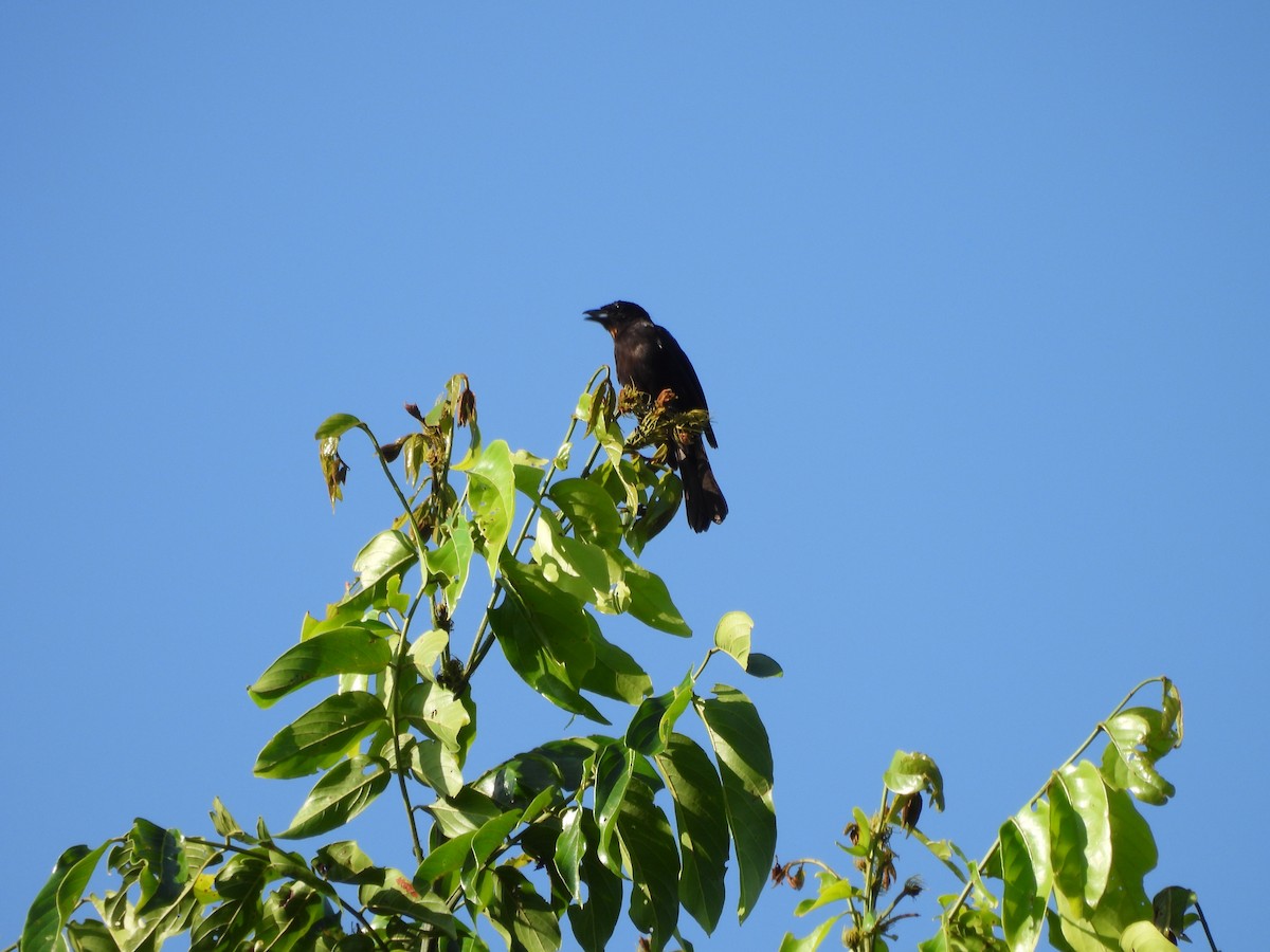 Flame-crested Tanager - ML642351920