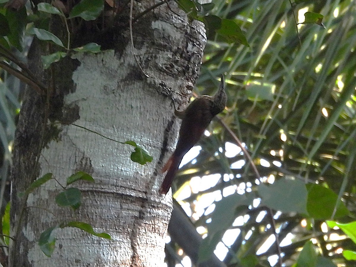 Buff-throated Woodcreeper - ML642351925