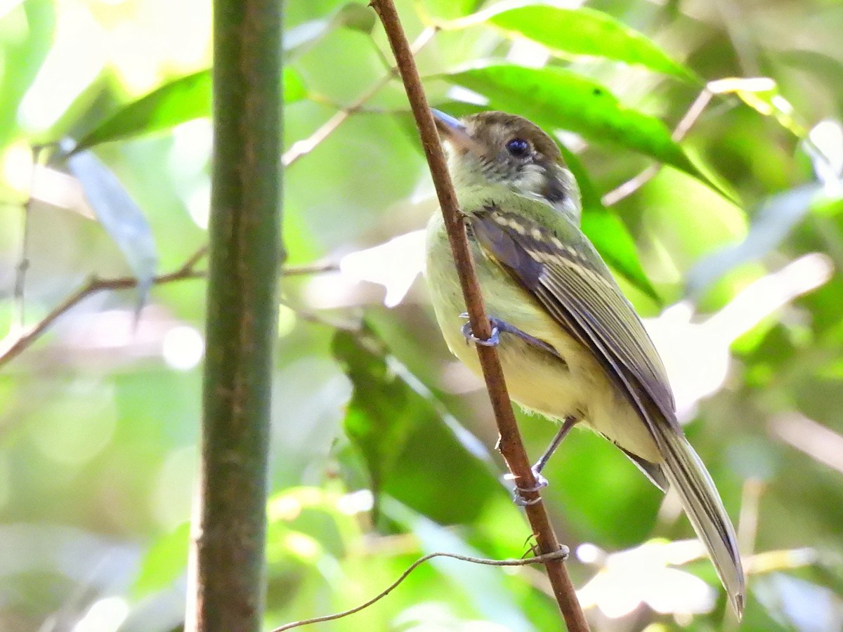 Sepia-capped Flycatcher - ML642351926