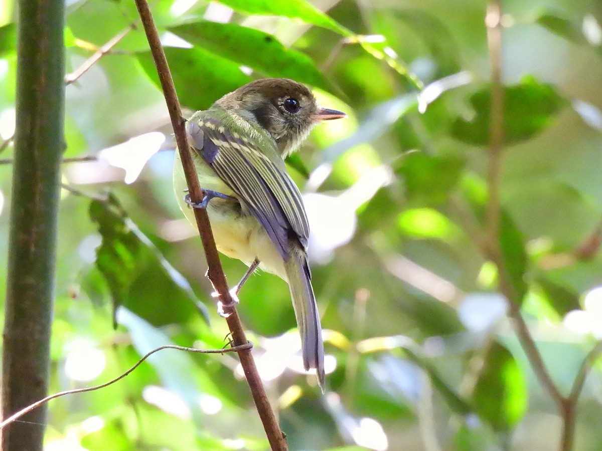 Sepia-capped Flycatcher - ML642351927