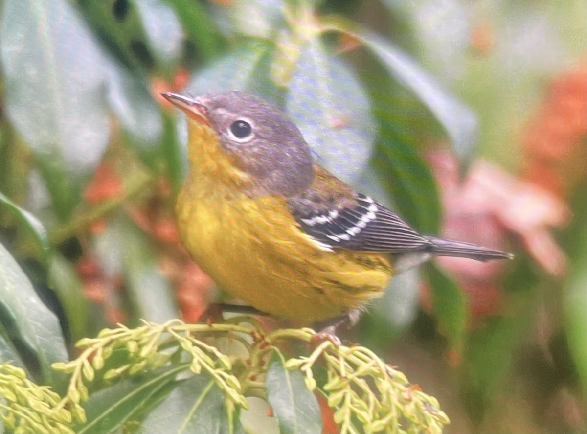 Magnolia Warbler - ML642351960