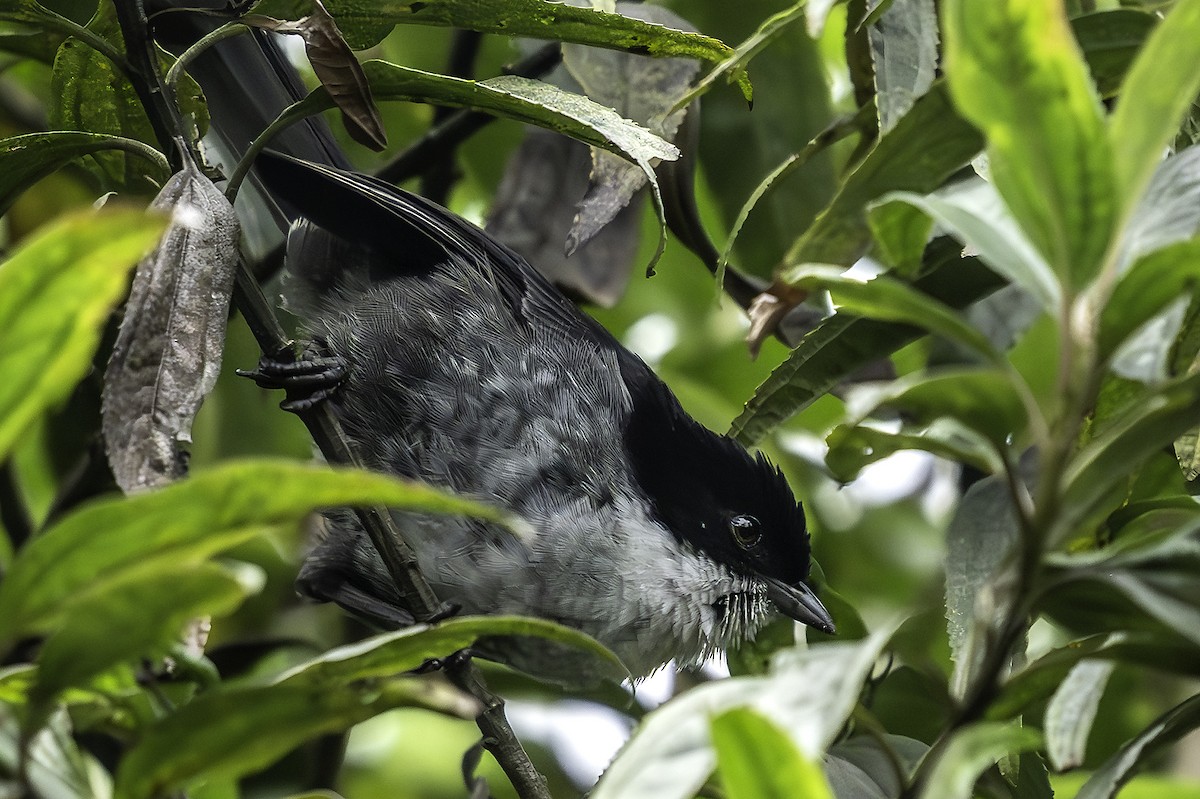 Black-backed Bush Tanager - ML642351972