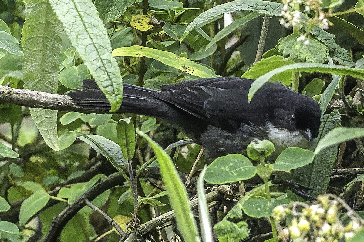 Black-backed Bush Tanager - ML642351973