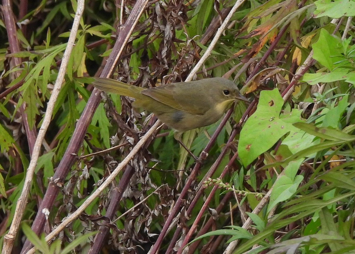 Common Yellowthroat - ML642351984