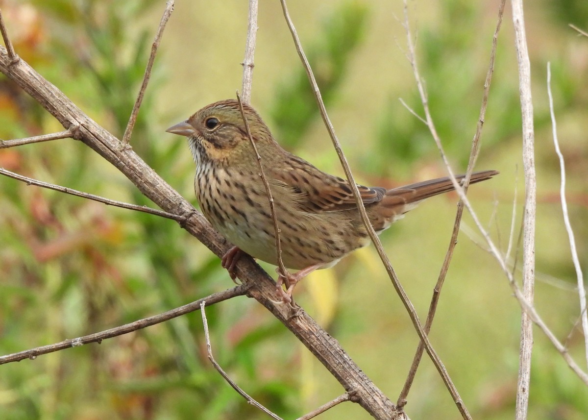 Lincoln's Sparrow - ML642351985