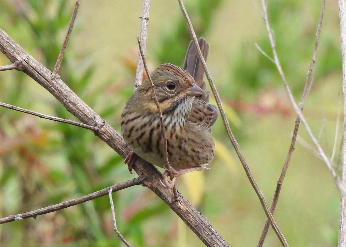 Lincoln's Sparrow - ML642351989
