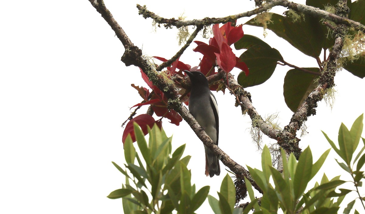McGregor's Cuckooshrike - ML642351990