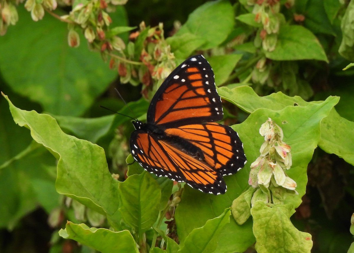 Viceroy - ML642352000