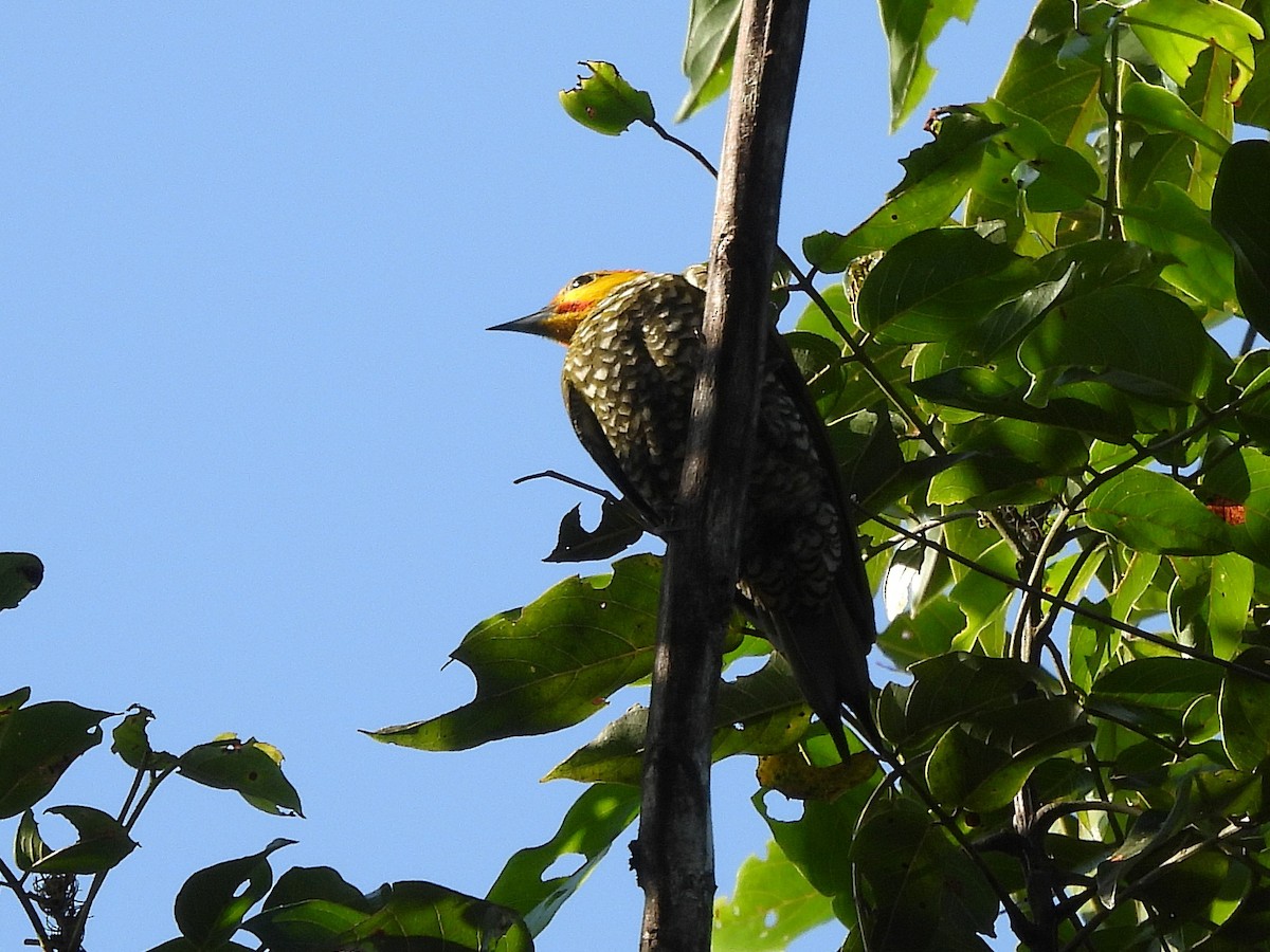 Carpintero Gorjigualdo - ML642352012
