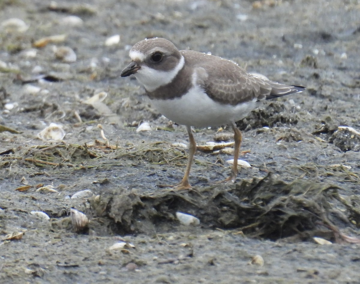 Semipalmated Plover - ML642352013