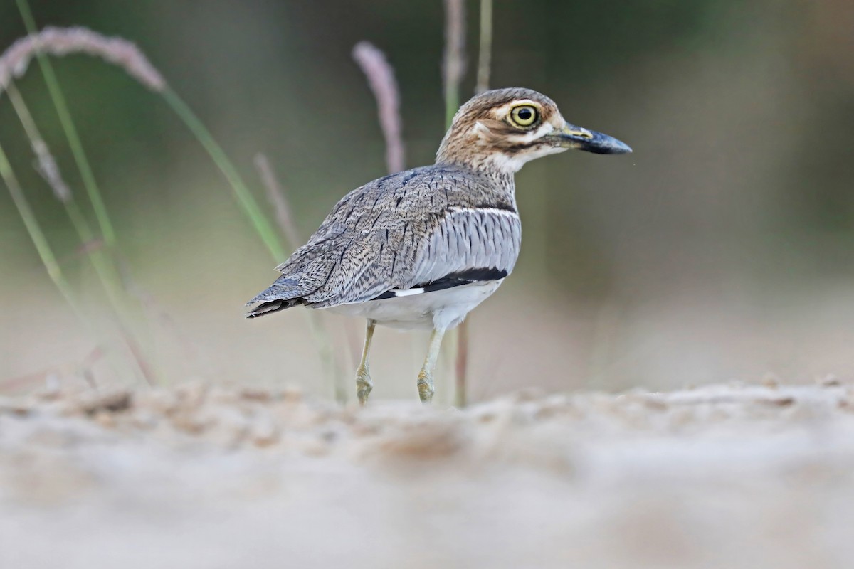 Water Thick-knee - ML642352015