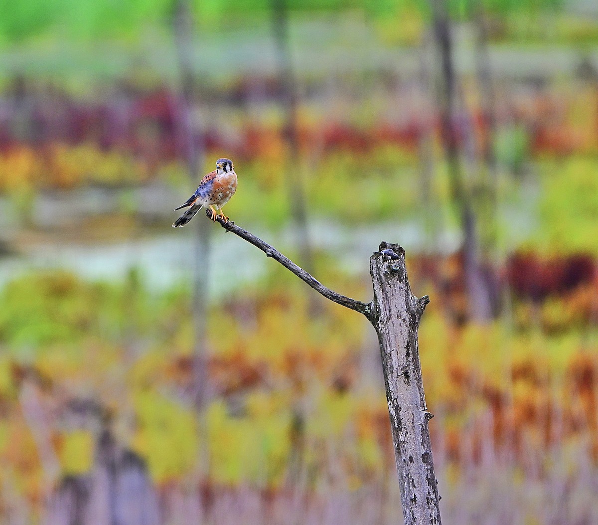 American Kestrel - ML642352033