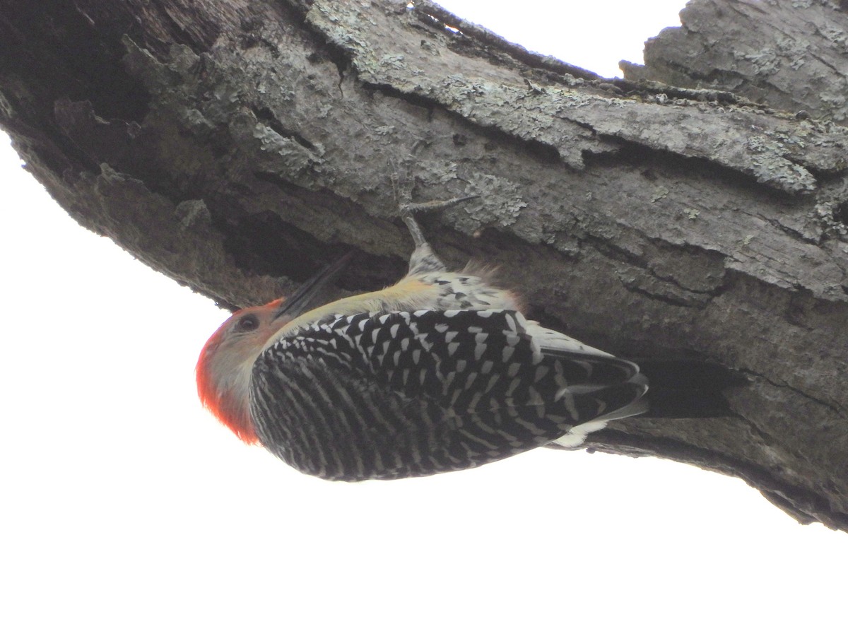 Red-bellied Woodpecker - ML642352035