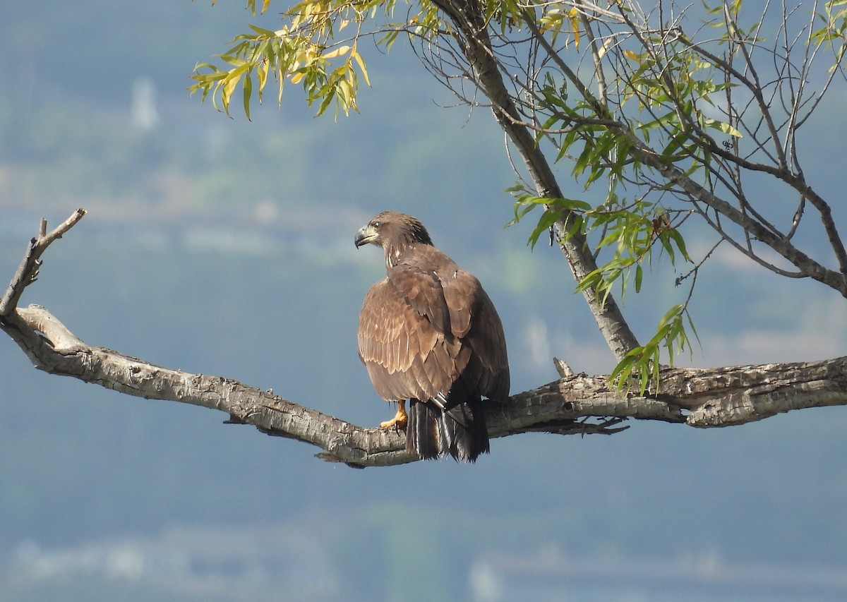 Bald Eagle - ML642352036