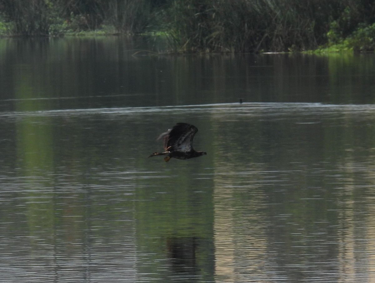 Bald Eagle - ML642352037