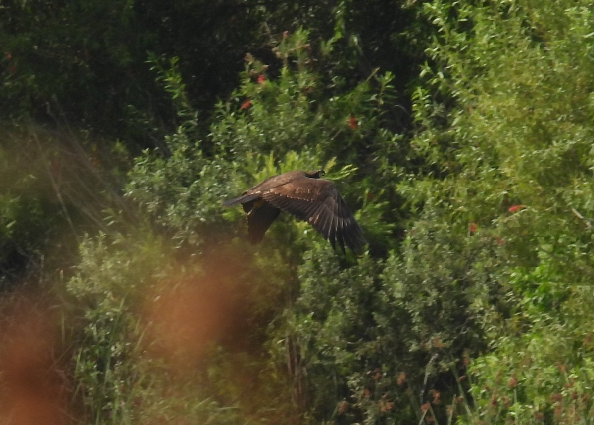 Bald Eagle - ML642352038