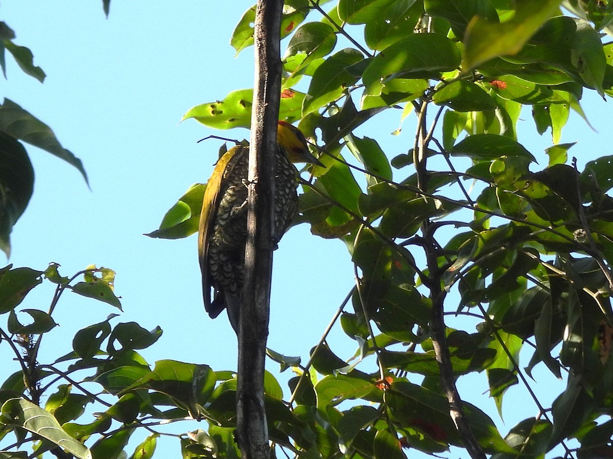 Yellow-throated Woodpecker - ML642352042