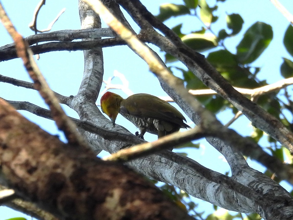 Yellow-throated Woodpecker - ML642352043