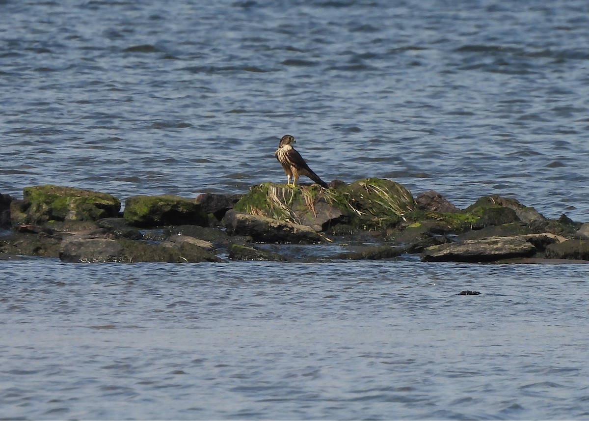 Merlin - ML642352045